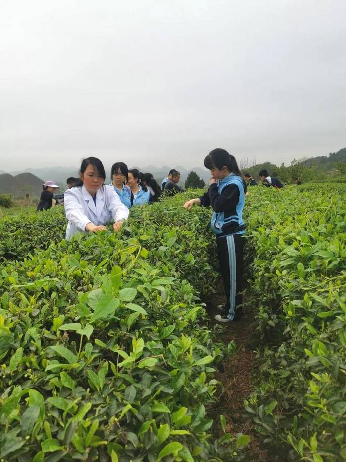 有关于亲近自然、拥抱茶园|“林城苗苗+茶叶研究所”茶研学进行时的最新资讯(3)