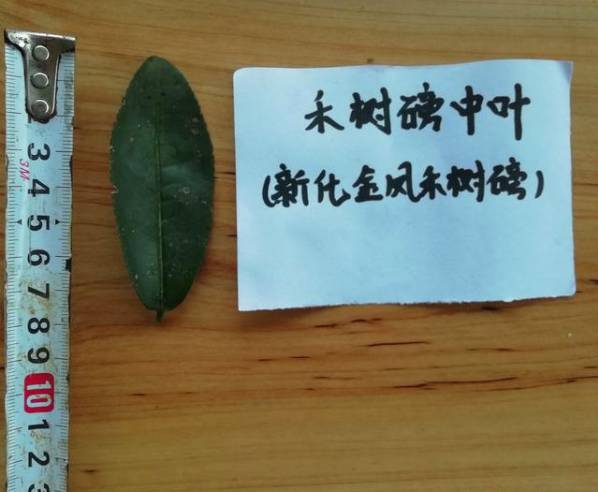 关于新化古茶树：金凤竹林大叶50厘米母树再现的热门资讯