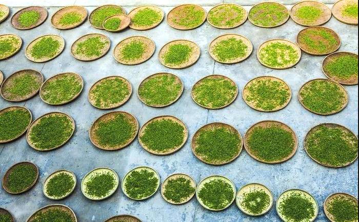 关于“晒怏焙干”，打造张家界又一闪亮名片——桑植白茶的热门资讯(9)