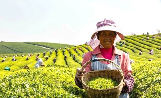 有关于茶园剪影 又是一年采茶季 春色满园盼君来的最新资讯(5)