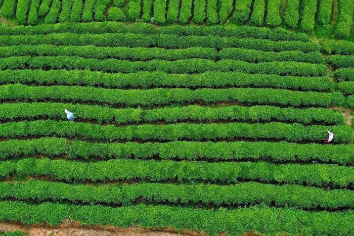有关于茶园+“大数据” 数字化管控让干净黔茶品质更稳定的信息(3)