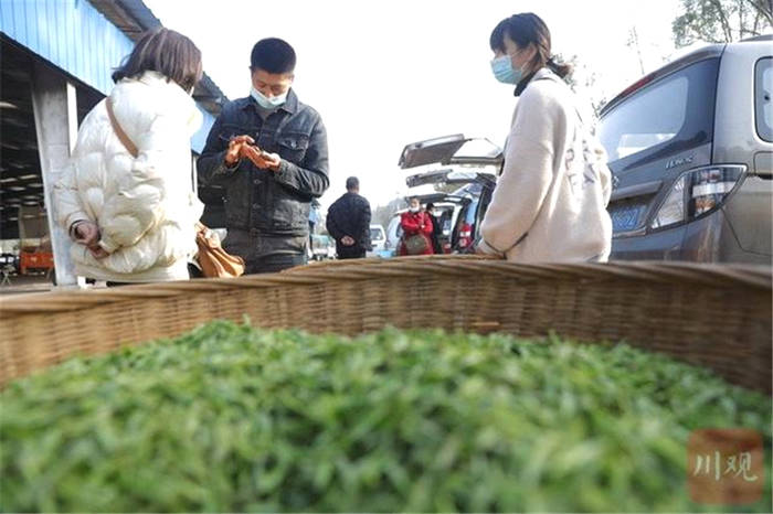 有关于春日观“茶”室｜部分地区干茶价格涨势低于鲜叶的热门新闻(3)