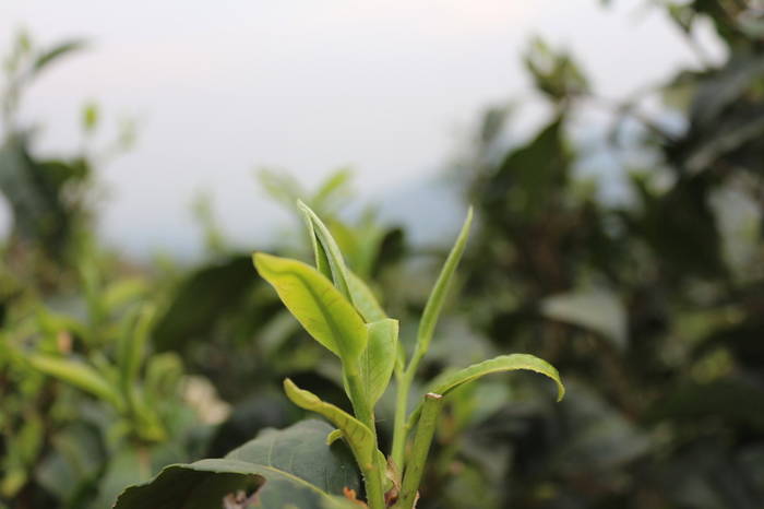 有关于普洱春茶发芽简报：大雪山豆腐寨茶园发芽情况的热门信息(2)