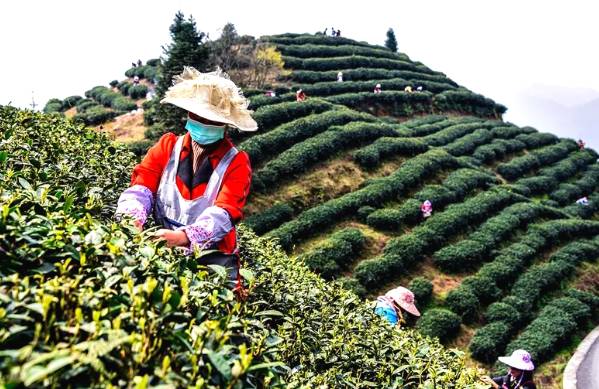 有关于黔西南35万亩春茶迎来采收季 茶农采茶忙的热门消息(4)