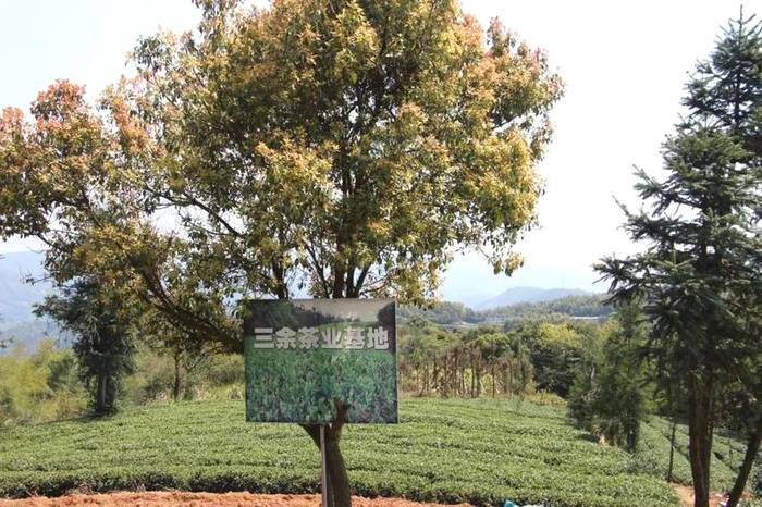 有关于福鼎白茶企业赏析 福鼎市三余茶业有限公司的热门资讯