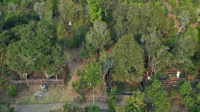 有关于宁洱：一线走访困鹿山皇家古茶园为春茶生产“保驾”的最新资讯