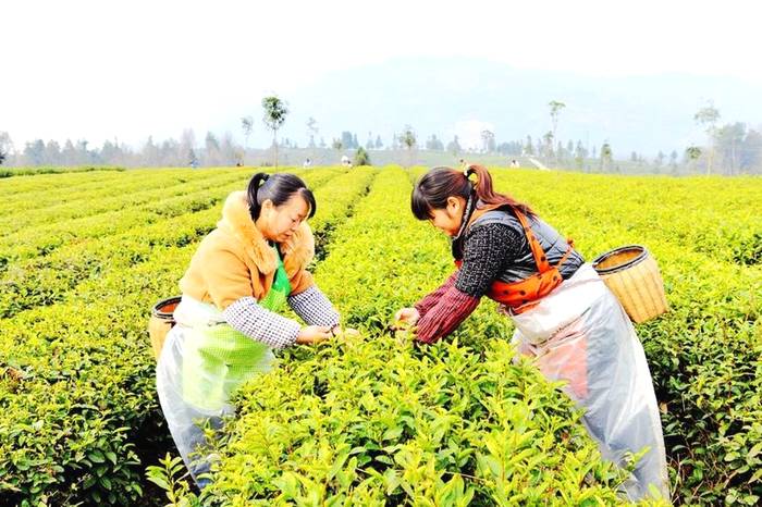 关于贵州多地春茶开采 茶农抢抓新春第一桶“金”的热门资讯(1)