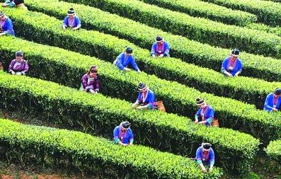 关于广西良口乡：全村7支队伍35名代表参加采茶比赛活动的热门消息