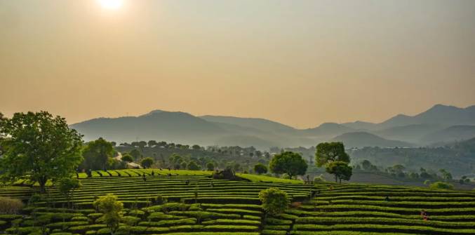 关于三月春光好采茶 宁洱20余万亩现代生态茶园进入采摘期的最新信息(22)