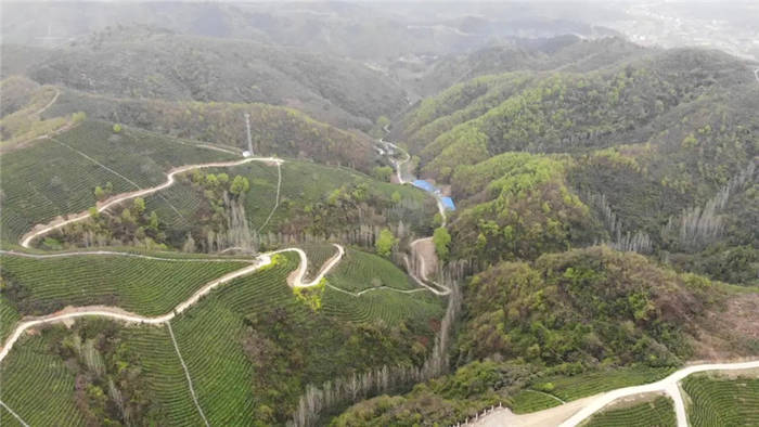 有关于湖北南漳：茶山变金山 茶园变景区 乡村振兴前景美的资讯