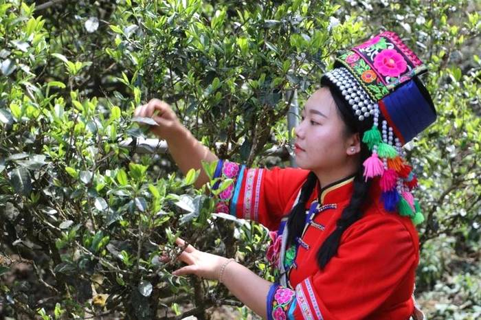 关于2021普洱五棵桩古茶园举行祭茶祖暨春茶开采仪式的信息(13)