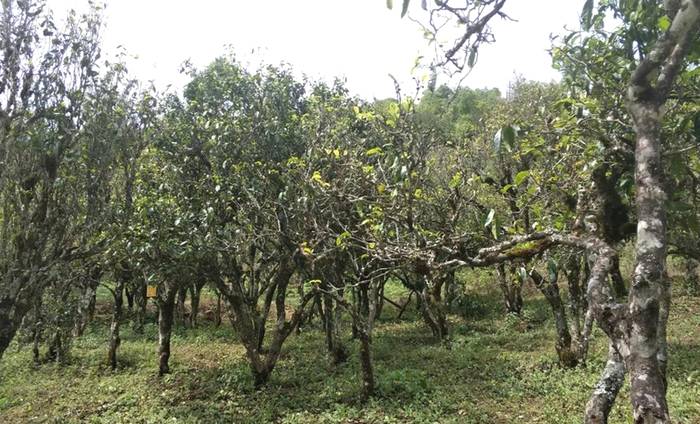 有关于千家寨爷号茶业舞好“龙头”带动“一县一业”规划发展的资讯