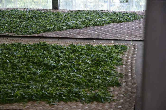 有关于普洱茶投资分析：普洱茶价格年年涨价 它正常吗？的资讯(1)