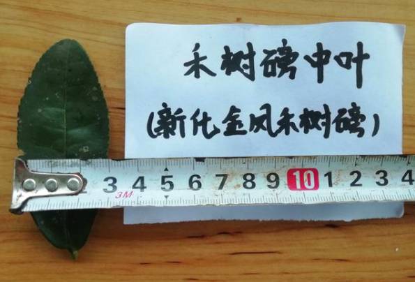 关于新化古茶树：金凤竹林大叶50厘米母树再现的热门资讯(1)