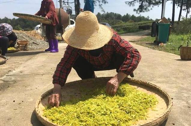 有关于武汉新洲区黄金茶种植基地 迎来了采摘季的信息