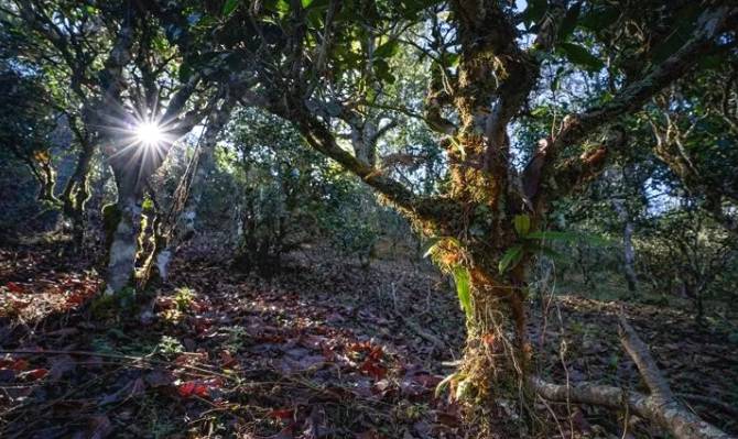 关于申遗中的景迈山古茶林文化景观靓照上新了！的资讯(1)