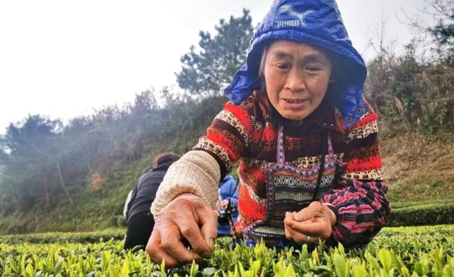 有关于石阡县30多万亩苔茶园生机盎然 正是茶叶采摘好时节的资讯(1)