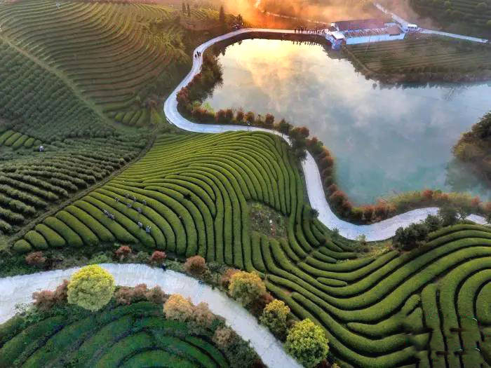 有关于最是一年春好处,浙江武义茶农忙采“清明茶”的资讯(2)