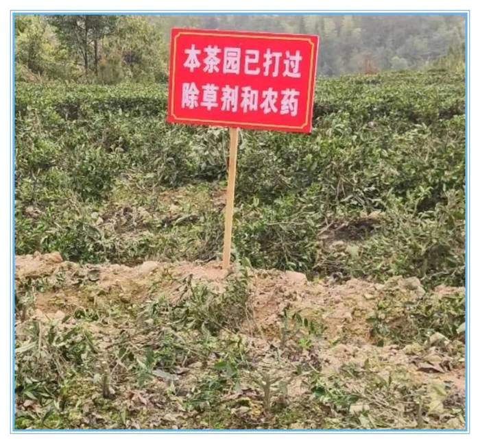 有关于管阳镇重拳出击：铲除违规用药茶园，维护一杯放心安全茶的热门资讯