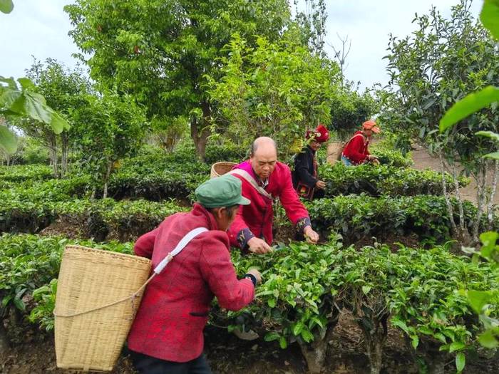 关于全球连线｜来自云南脱贫村民的特殊礼物，送到联合国安理会！的消息(2)