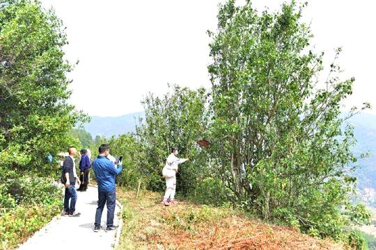 关于国内茶叶专家到云县漫湾镇白莺山古茶园进行科学考察的热门信息(5)