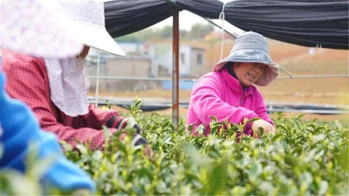 有关于从茶叶种植、收购、销售，看杭州数字化改革深入乡村的热门新闻(1)