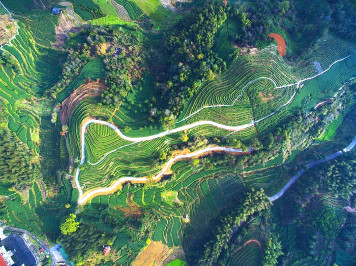 有关于2021农产品电商百强县名单发布!福鼎(白茶)第九的最新消息(1)