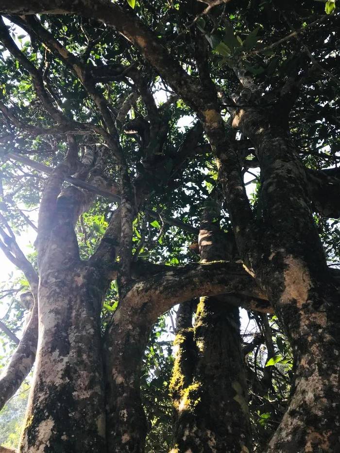 关于2021普洱五棵桩古茶园举行祭茶祖暨春茶开采仪式的信息(11)