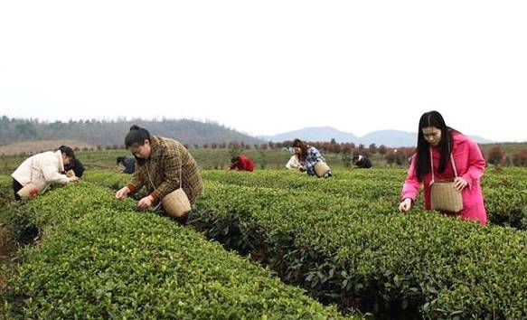 有关于贵州岑巩 3.7万余亩茶园满目葱茏 春茶飘香采摘忙的热门新闻