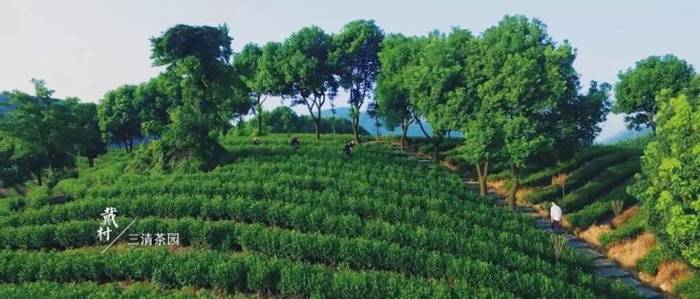 有关于除了龙井，杭州还有这些茶园的茶叶和美景让人陶醉!的热门资讯(9)
