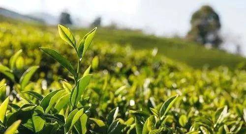 关于受邀参加农业农村部等部委“天价茶”专题调研座谈会的资讯(1)