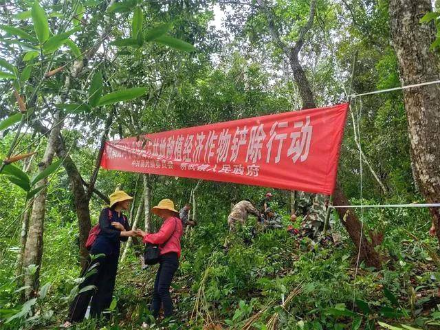 关于西双版纳种茶毁林整治显成效,再推十项巩固举措的热门信息