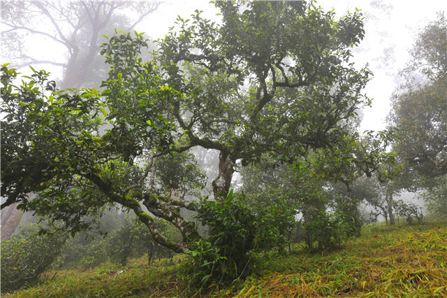有关于普洱茶市场“夏暖冬凉”，业界：成“慢牛”才是好事的热门资讯