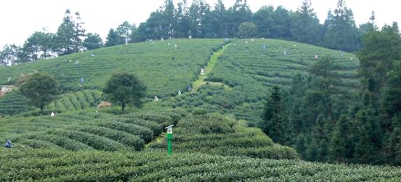 关于贵州黎平315家茶企宣誓：做生态茶、干净茶、放心茶！的信息(4)