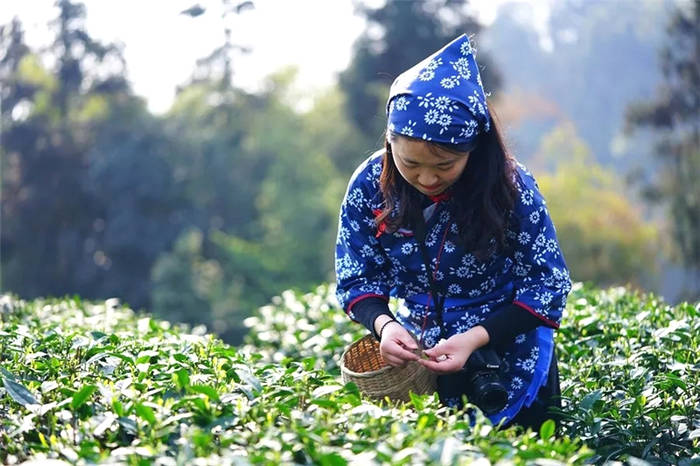 关于坐拥万亩茶田,来四川雅安解锁春日限定耍法的最新信息(10)