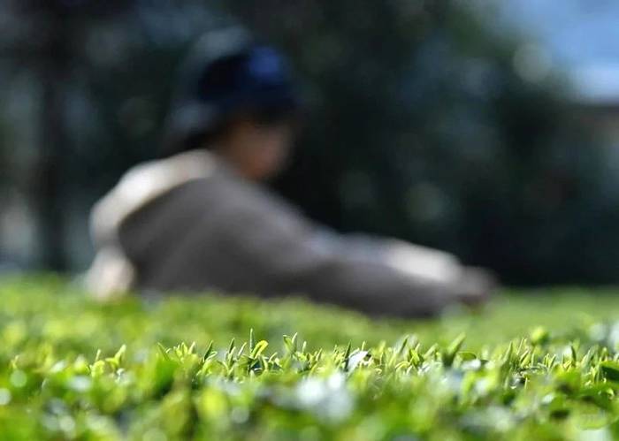 有关于2021年春茶已开采！各茶区绿茶采摘时间汇总的最新资讯(8)
