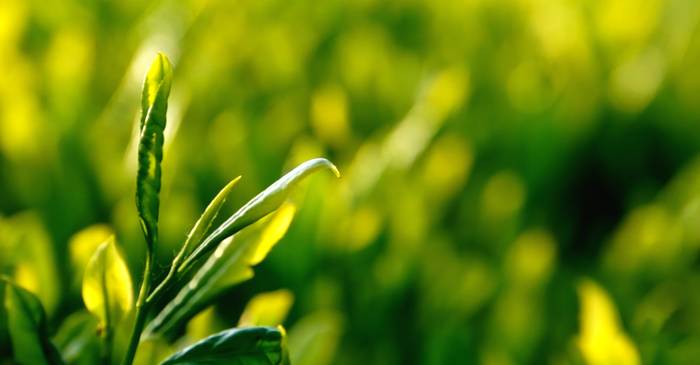 关于“每款凤冈锌硒茶,都是好孩子”——县委书记心里的凤冈茶的热门新闻(8)