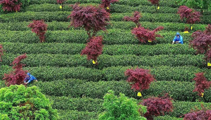 关于依法治茶时代来临！福建、贵州、湖北三省茶产业发展条例有何不同？的最新资讯(4)