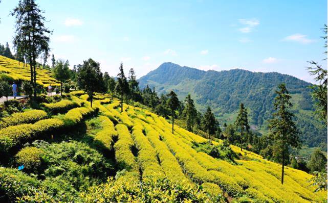 有关于种茶种出小康新生活：盐津牛寨乡龙茶村的脱贫记的信息