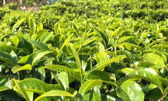 有关于茶旅融合，带动“滇红第一村”一年增收800万元的最新消息(2)