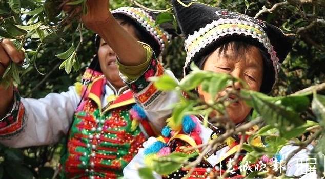 关于保山施甸：古树茶开采，布朗族大妈家门口就能找到工作的最新消息(1)