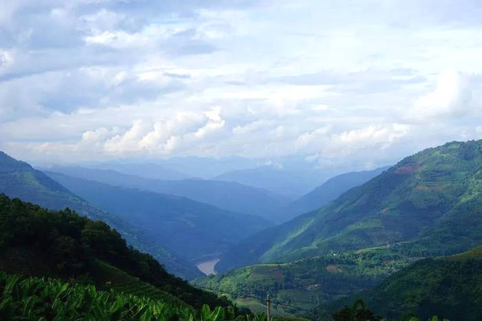 有关于墨江景星镇“凤凰窝”古茶园开采,预计产值近2000万的热门消息(5)