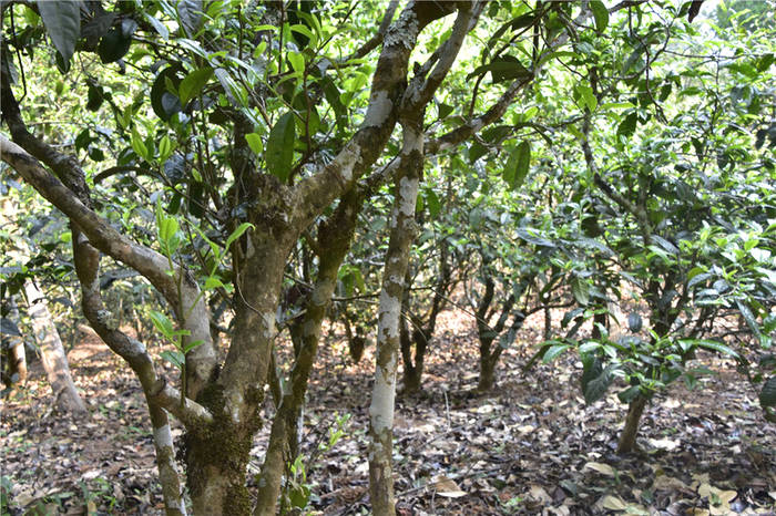 关于“天价茶展开调查整治”“春茶采摘指数”“有机茶黑科技”的信息