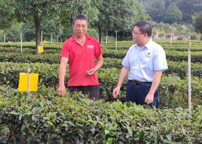 关于乌蒙山中大雁岭 七仙湖畔早白尖——四川高县农商银行服务茶农添茶香 乡村振兴再提速的热门资讯(3)