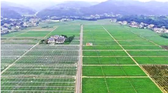 有关于第十届四川国际茶业博览会 多家犍为县茶企出彩茶博会 的资讯(3)