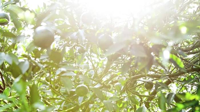 有关于泓达堂解密小青柑②:践行有机种植,严控源头品质的最新资讯(6)