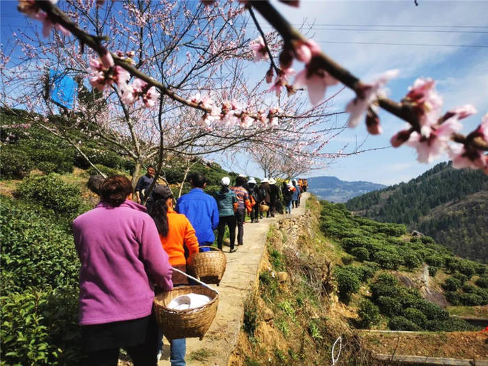 关于重庆巫山:乡村振兴新篇章! 福田镇茶叶种植增收上千万元的新闻(5)