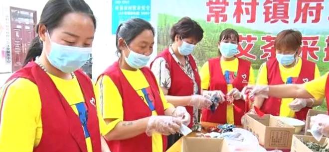 有关于艾茶飘香采摘忙！叶县：艾草成群众增收致富的“爱”草的热门信息(1)