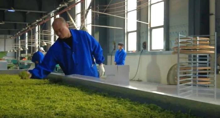 有关于贵州独山：万亩茶园抢“鲜”开采 茶叶收购加工火爆的热门新闻(4)