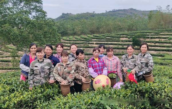 关于海南茶界：扶贫路上茶香飘，苗族巾帼绽芳华的信息